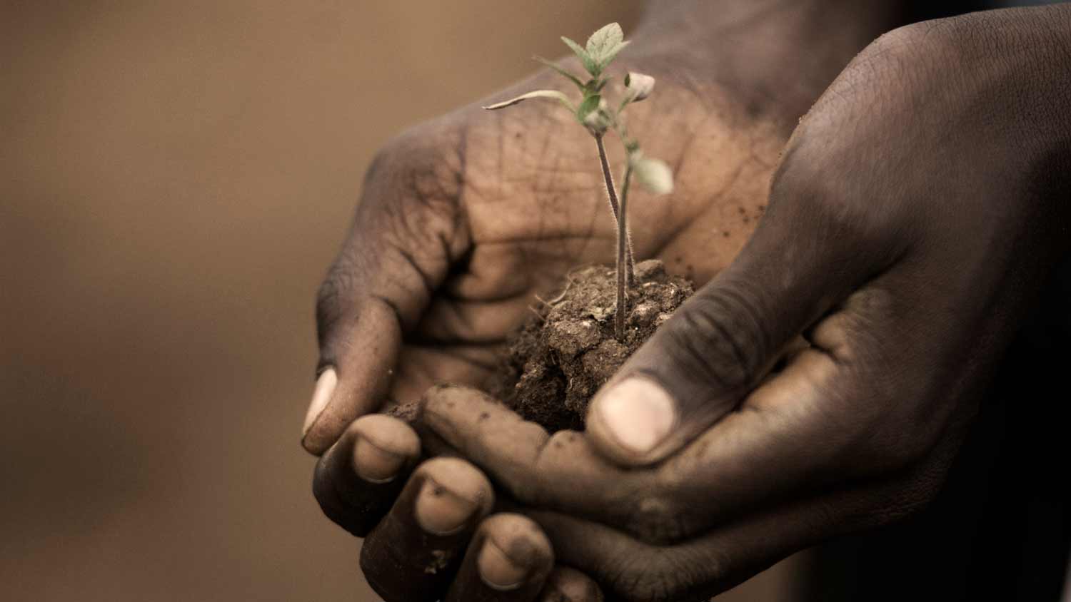 How Wall Street can save our forests