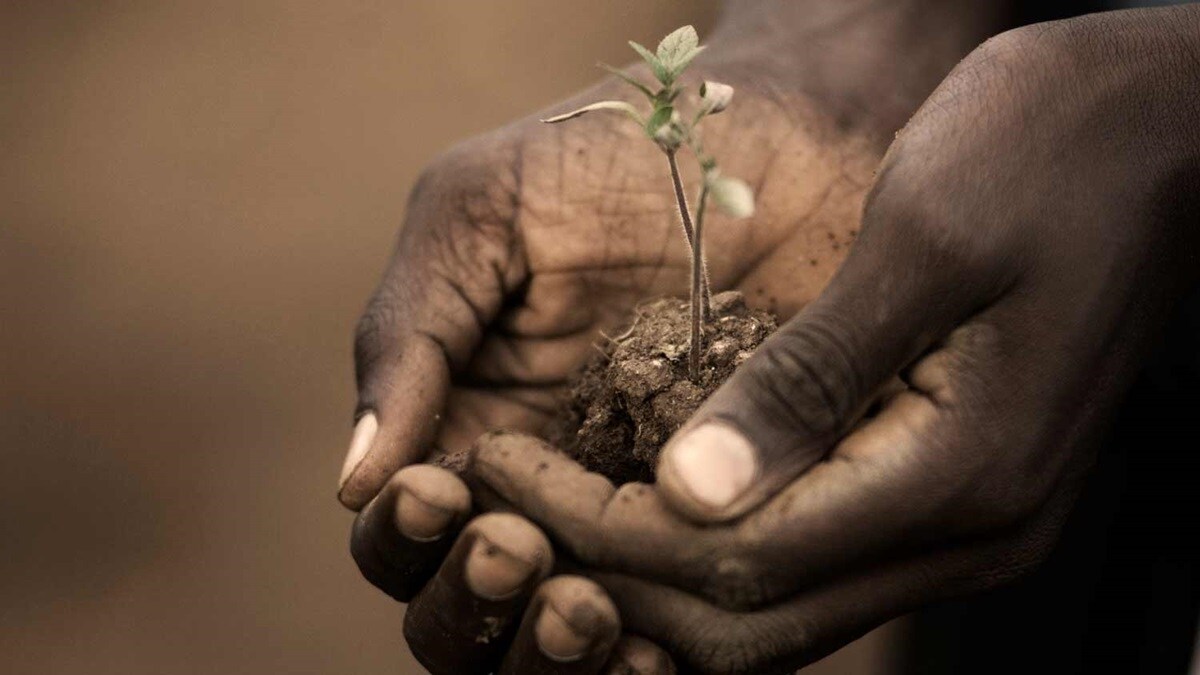 How Wall Street can save our forests