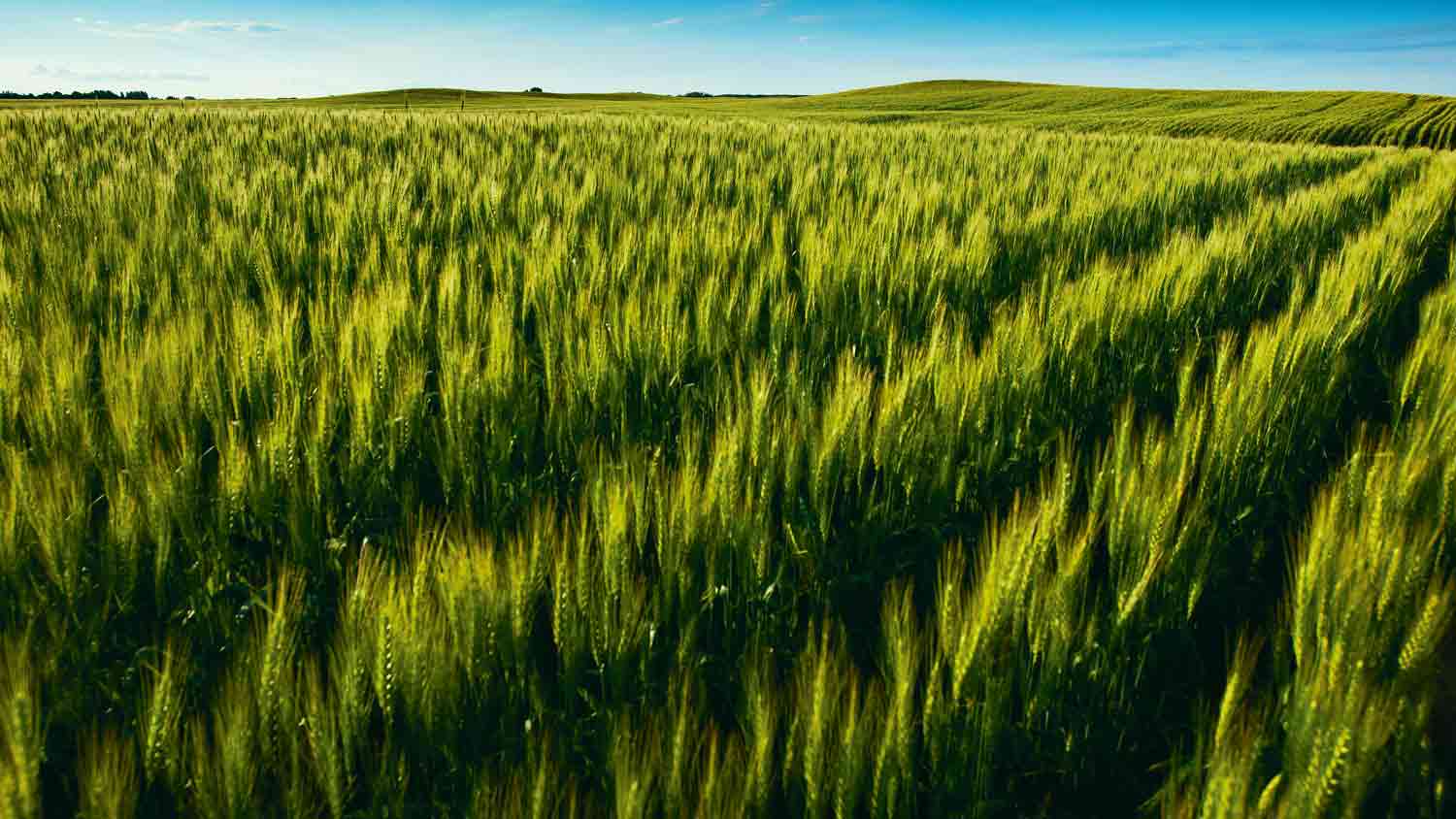 Jansen Potash project