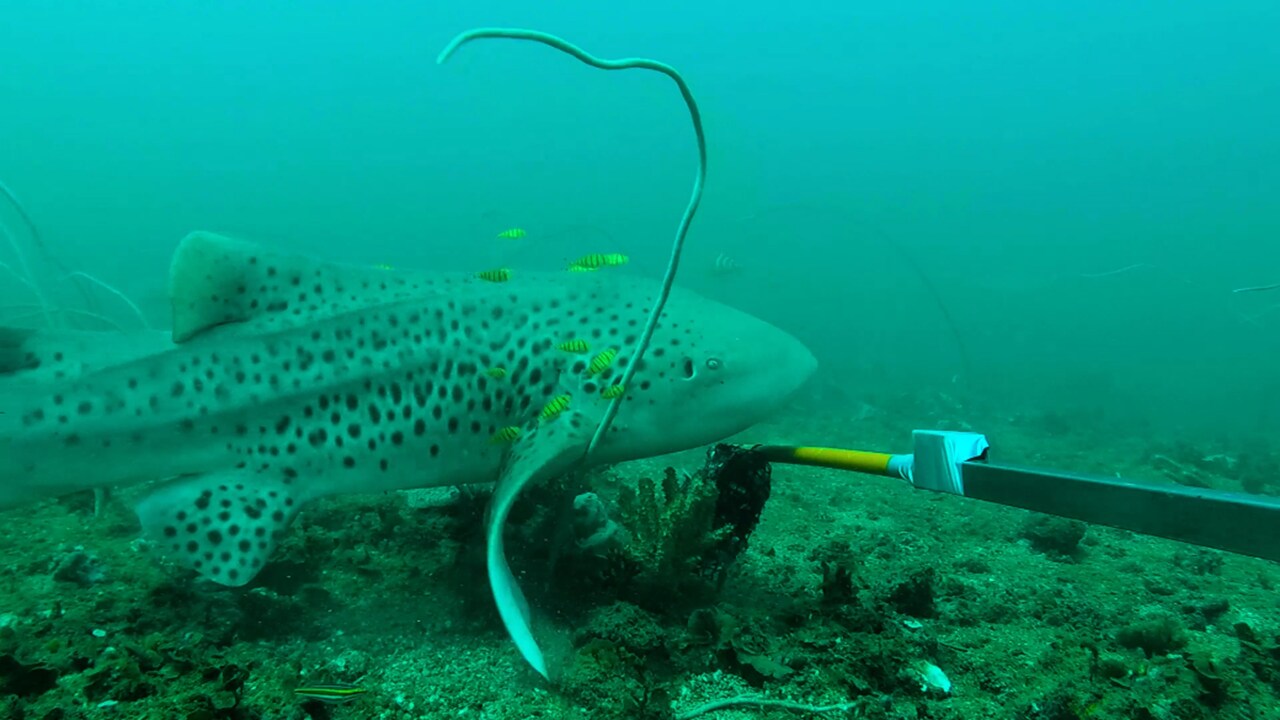 EcologicalimplicationsofdecomissioningsubseainfrastuctureainnorthwestAustralia 2019