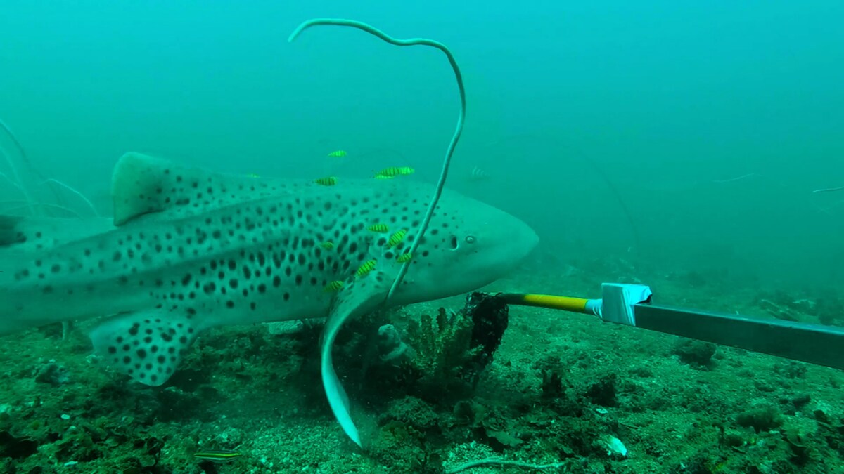 EcologicalimplicationsofdecomissioningsubseainfrastuctureainnorthwestAustralia 2019