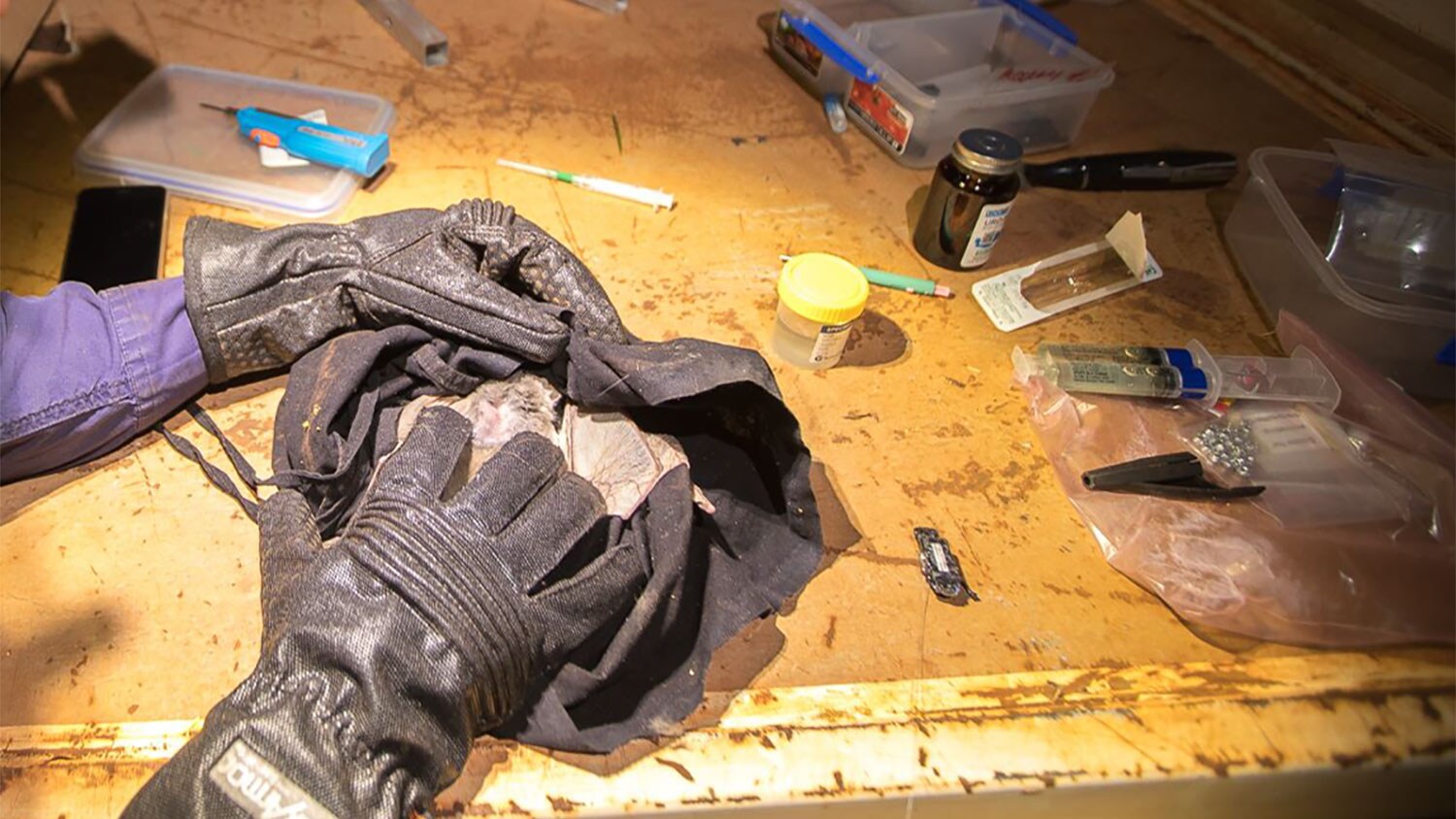 Protecting ghost bats in the Pilbara 2019