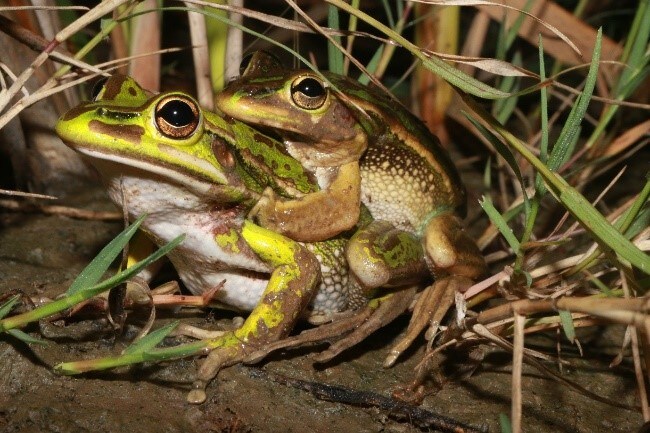 Litoria aurea mating