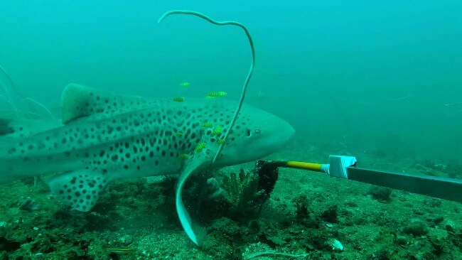 Stegostoma_fasciatum