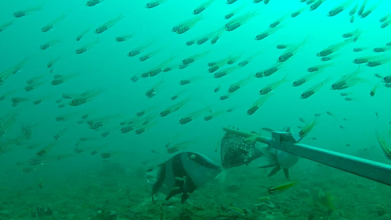 Image of fish swimming around a decommissioned oil pipe