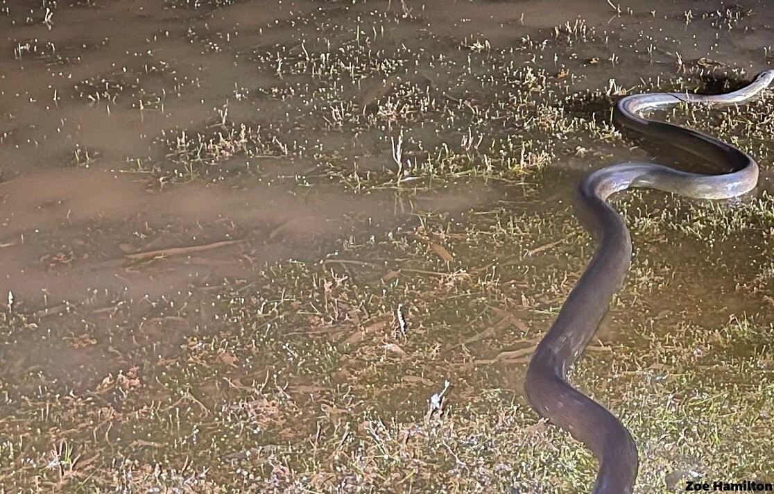 Snake