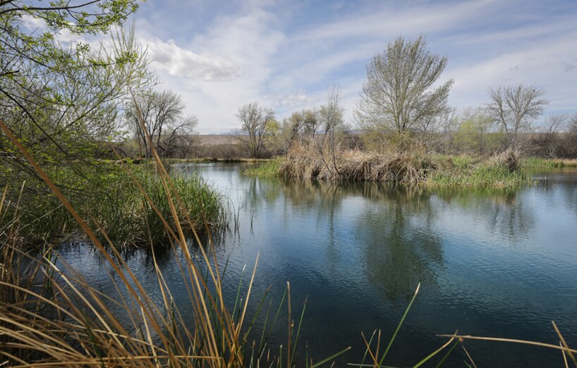 water with trees