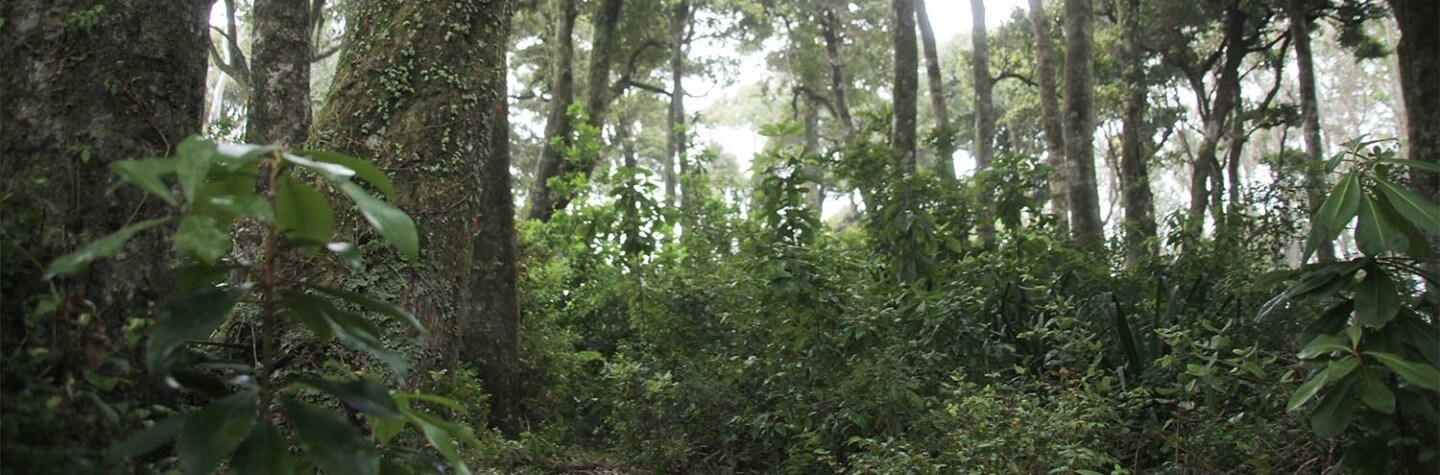 green forest
