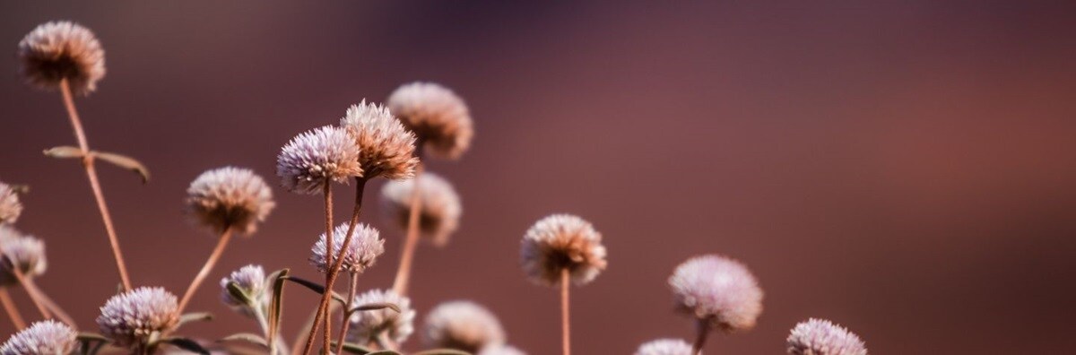 flowers jimblebar