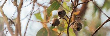 Gumnut tree