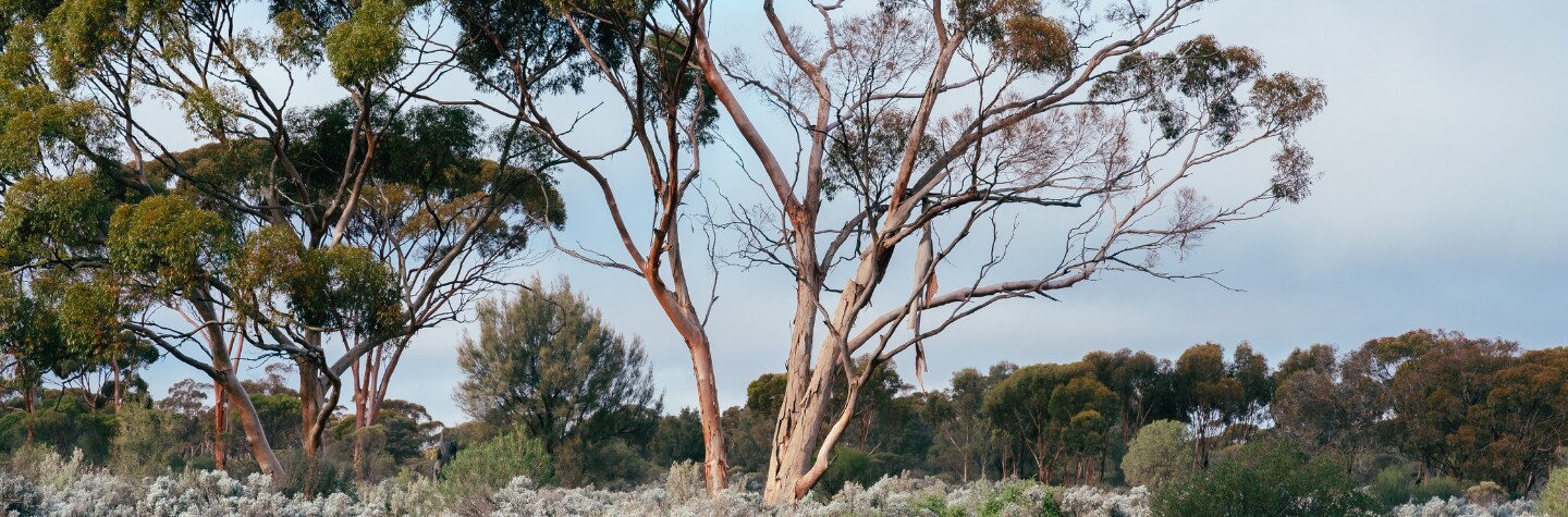 trees