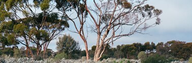trees