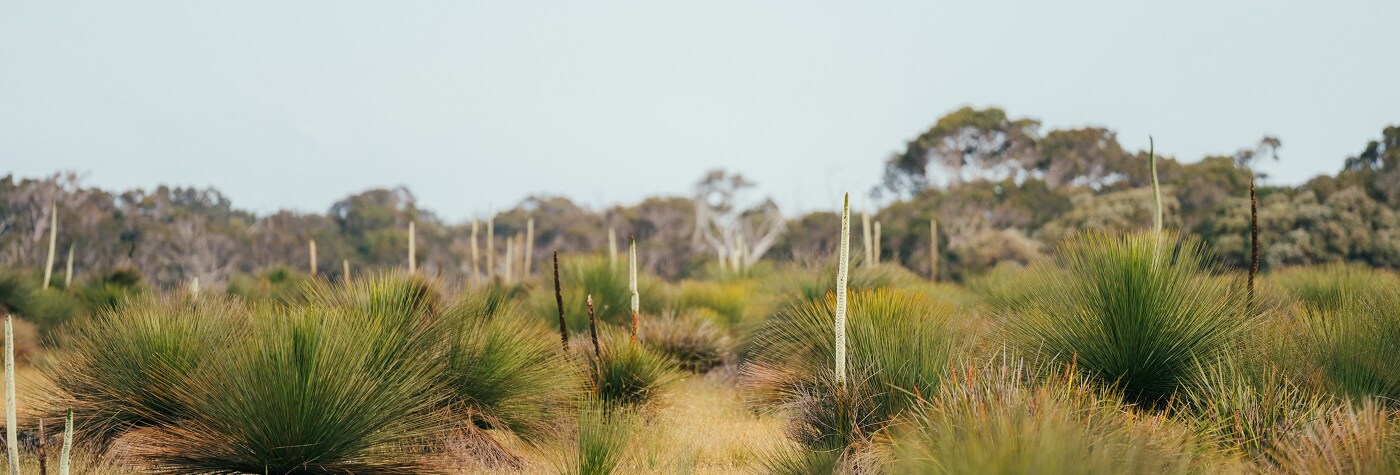 Beenup landscape