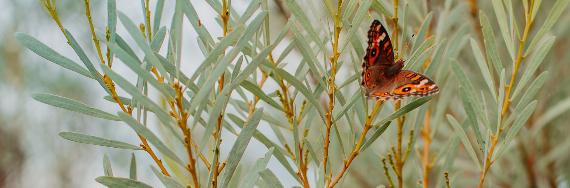 Image of butterfly on leaves