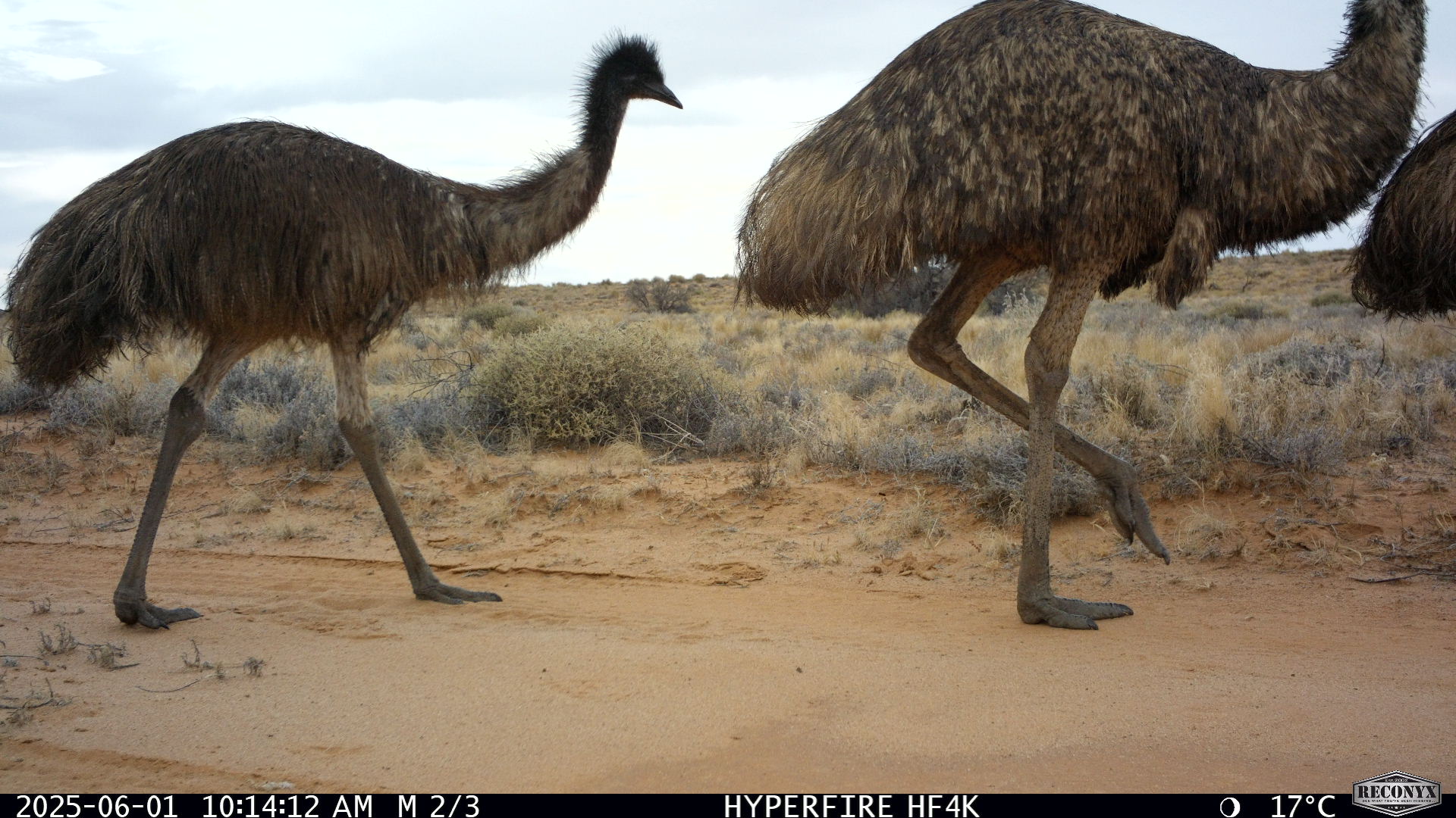 emu