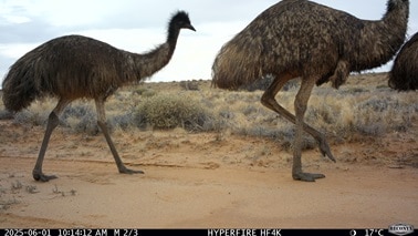 emu