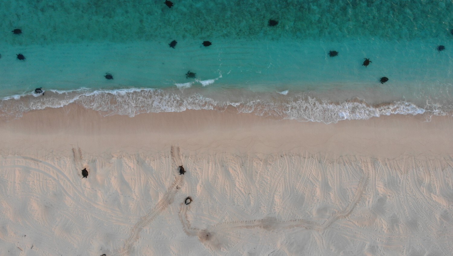 turtles, beach, endangered