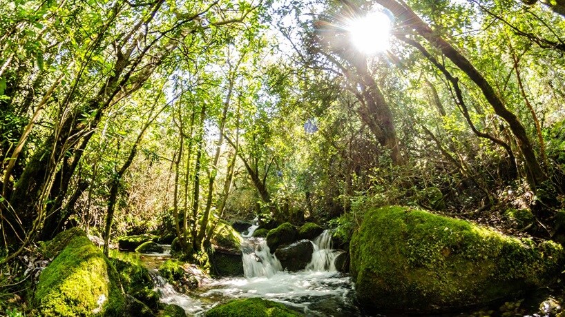 Green forest