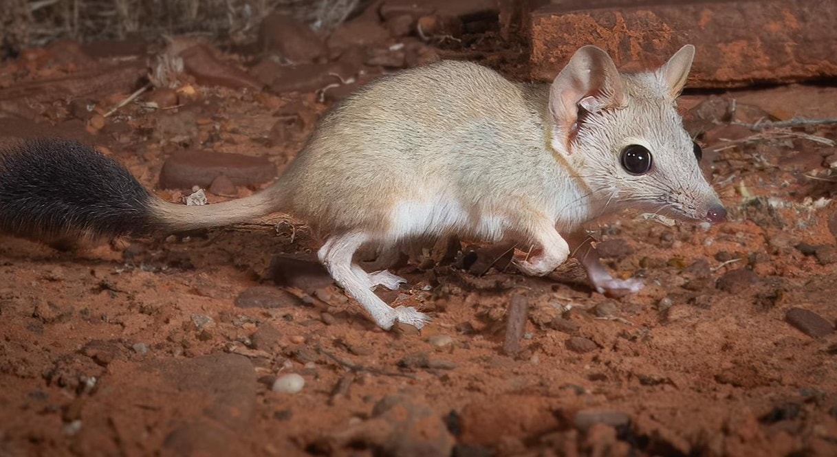 Mouse