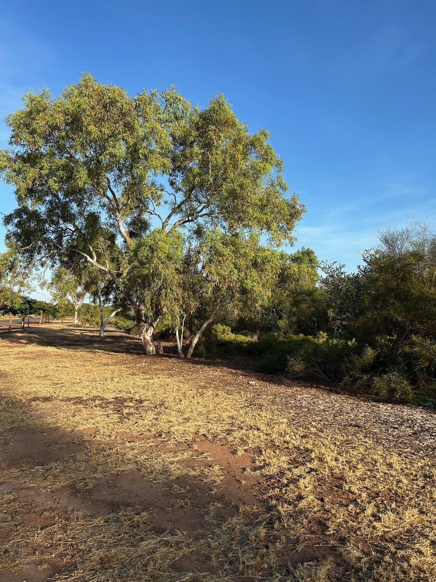 tree
