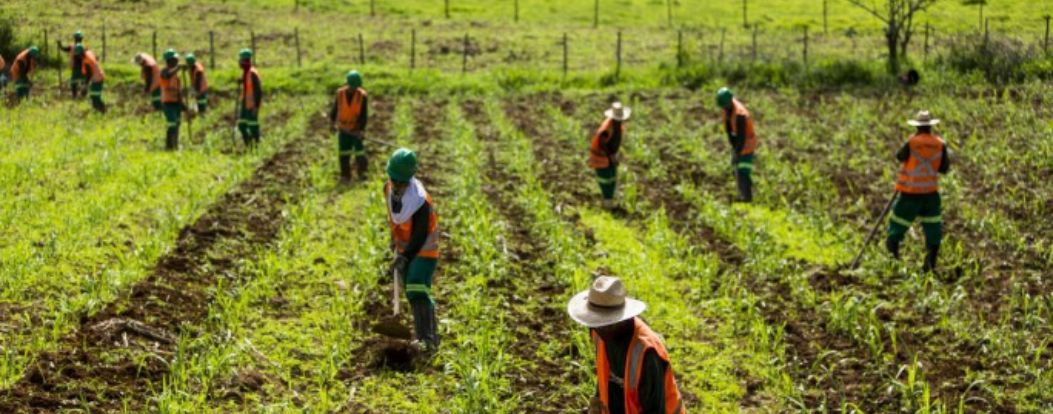 workers in a field