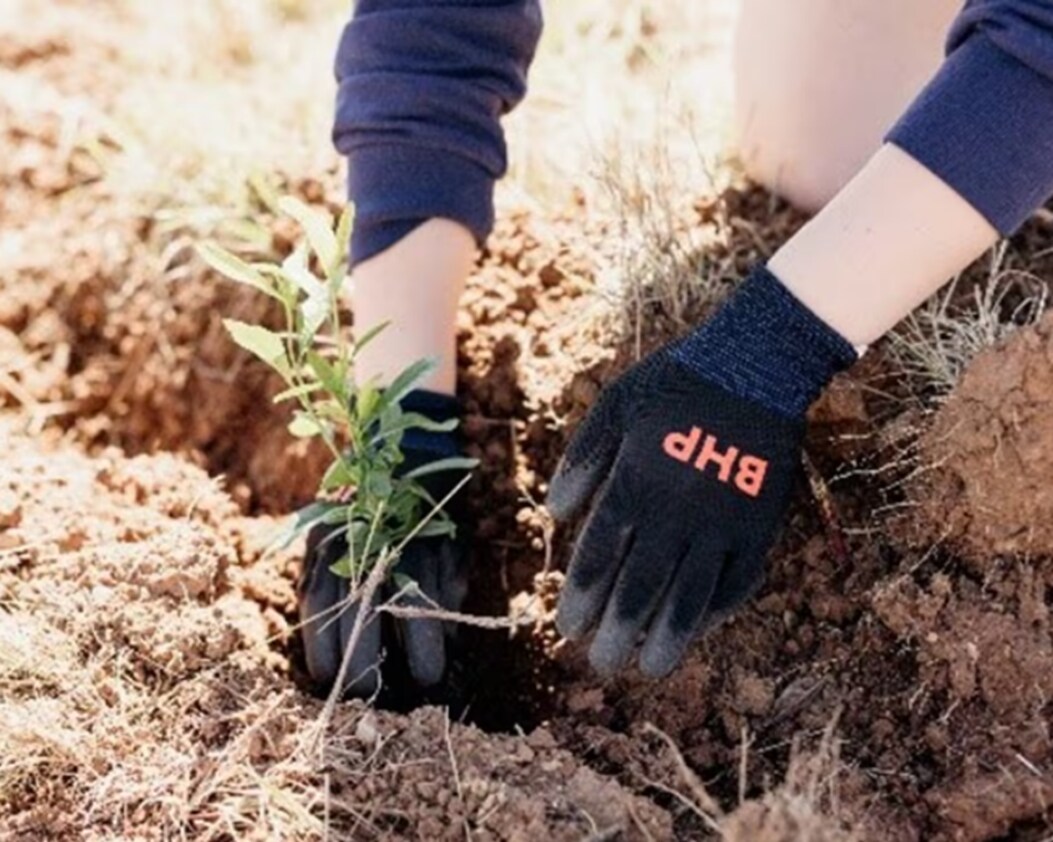 Gloved hands planting a seedling in the ground
