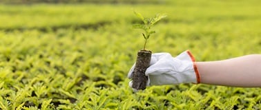 person planting a seedling into a large field
