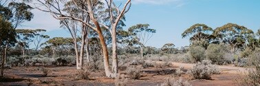 240827_casestudyindigenous