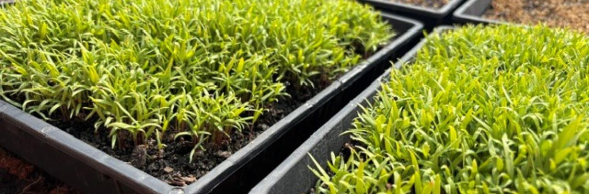261006 seeds of change - nursery seedlings
