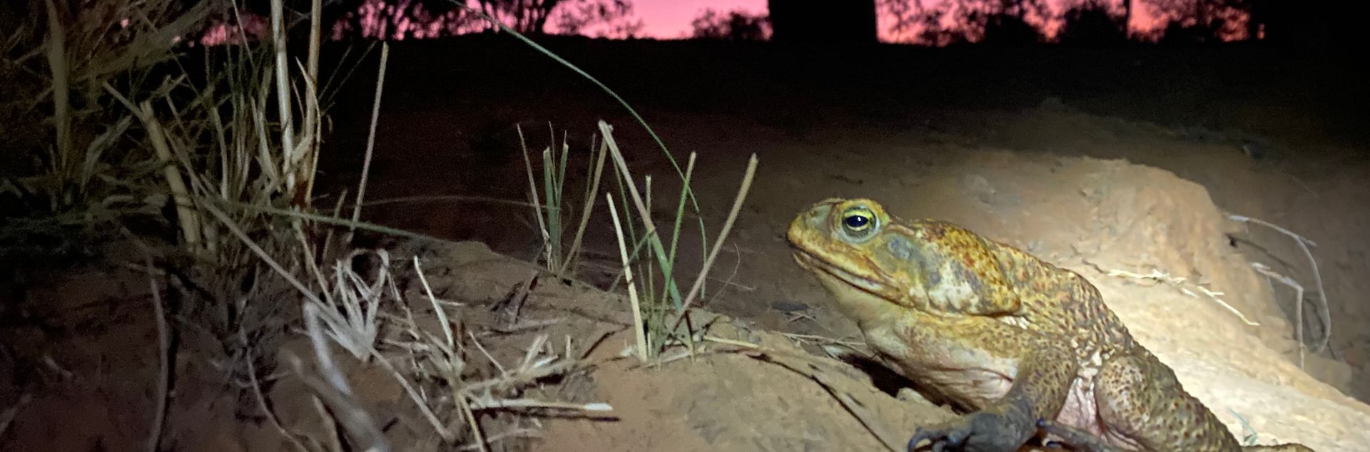 Cane toads - banner 1920 x 634