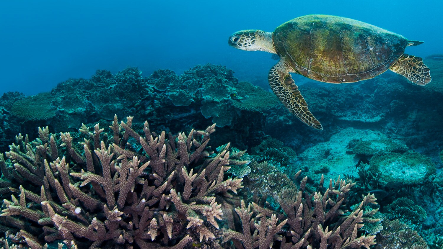 Great Barrier reef turtle