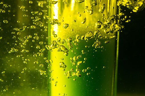 Algae