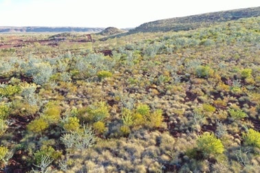rehabilitated vegetation cattle gorge