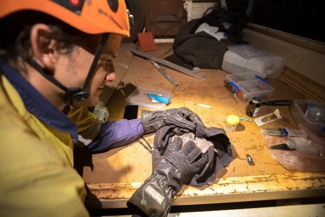 Collecting a sample from a ghost bat