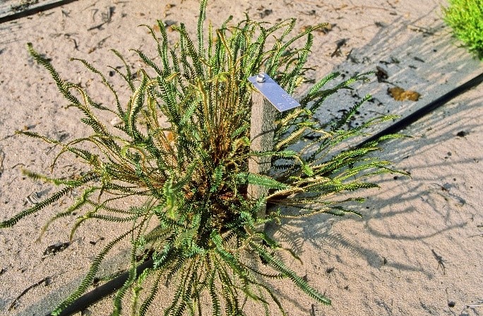 Dryandra nivea