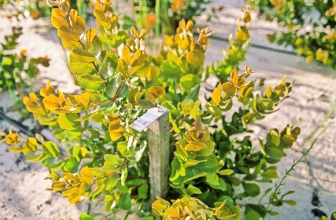 Lambertia orbifolia