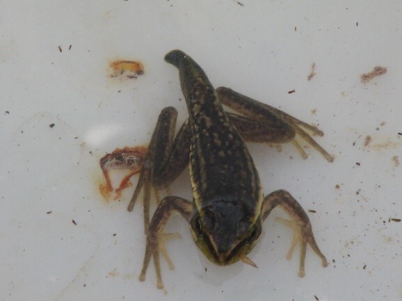 Litoria aurea habitat