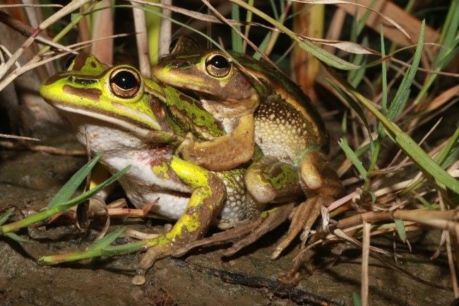 Litoria aurea mating