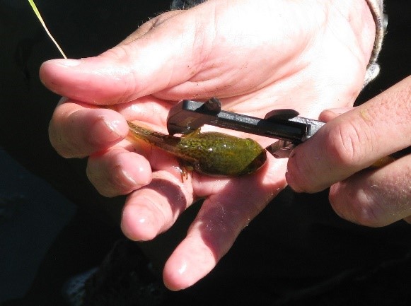 Litoria aurea tadpole