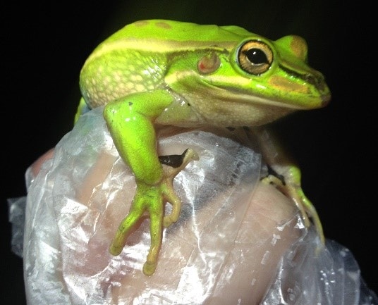 Litoria aurea