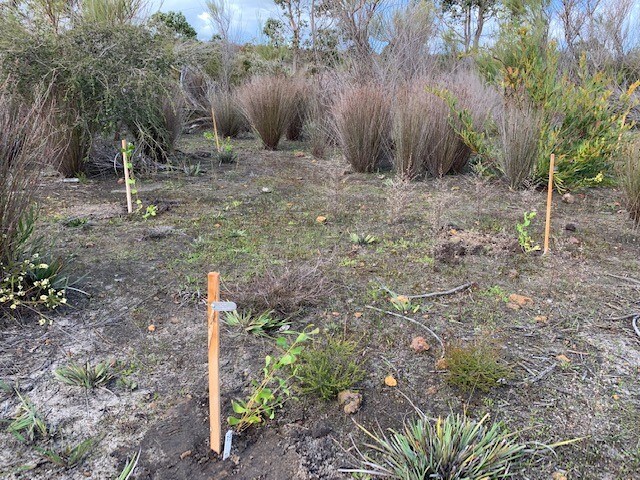 Round lead honeysuckle