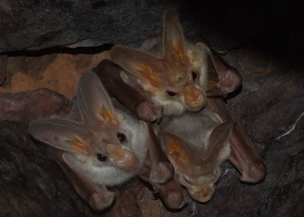 The ghost bat