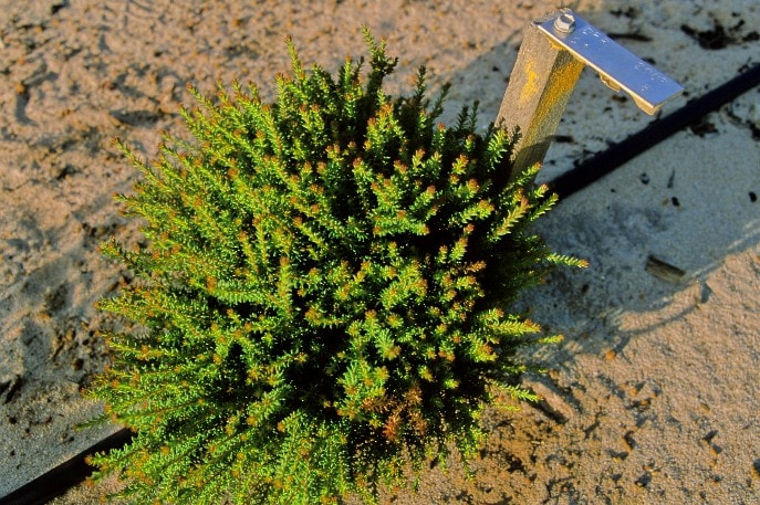 Darwinia ferricola