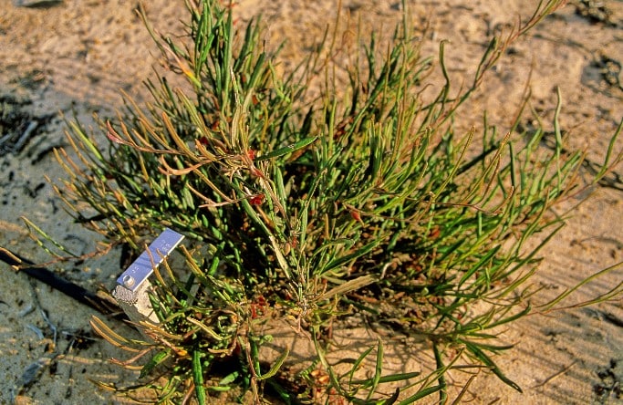 Grevillia brachystylis