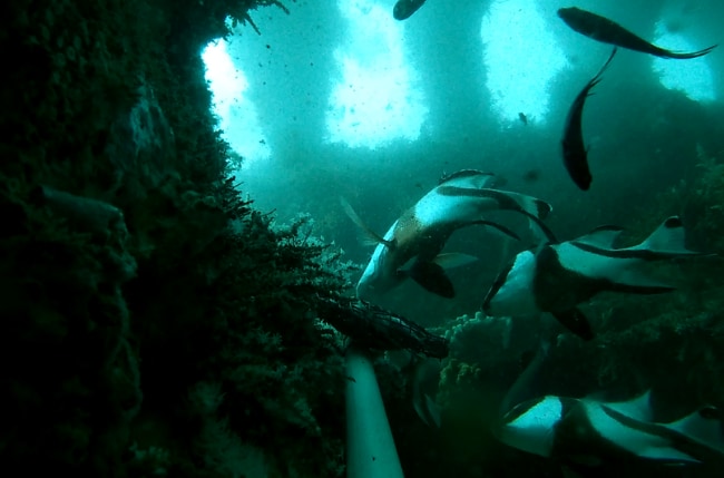Juvenile red emperor fish