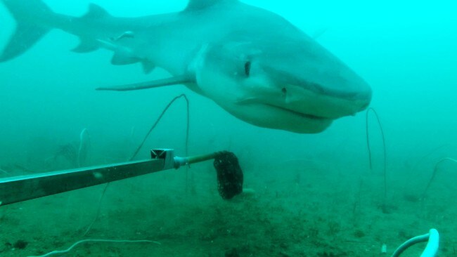 Tiger shark