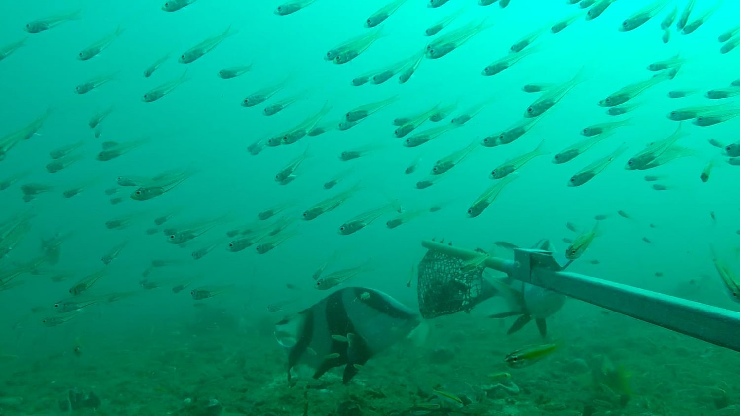 Image of fish swimming around a decommissioned oil pipe