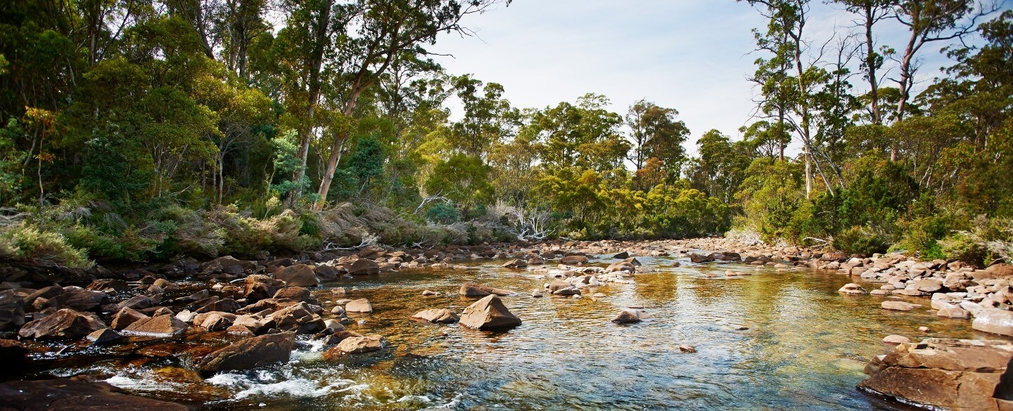 bush creek