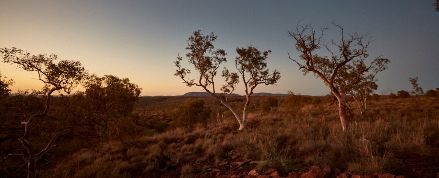 bushland trees