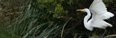 white crane